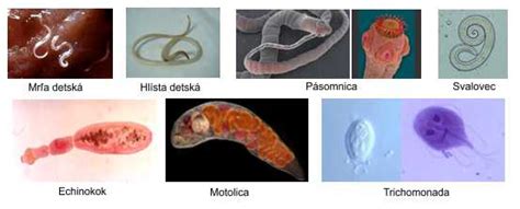 Typy psích parazitov