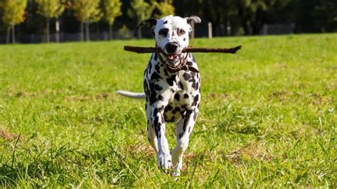 Pes počúva povel majiteľa