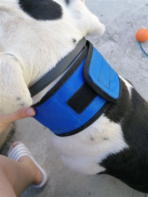 Pes s chladiacim obojkom