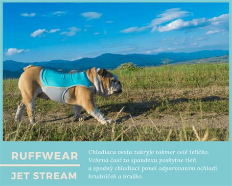 Pes s chladiacou vestou