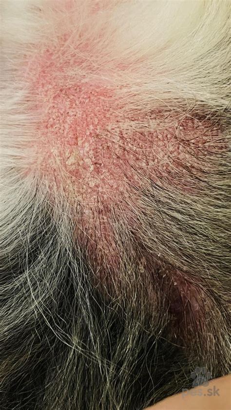 Pes so svrbiacou kožou