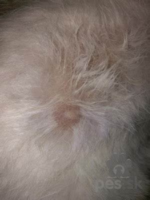 Pes s lysinami na koži