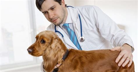 Veterinár pri vyšetrení psa