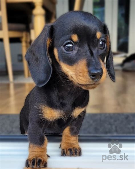 Omaľovánka roztomilého šteniatka