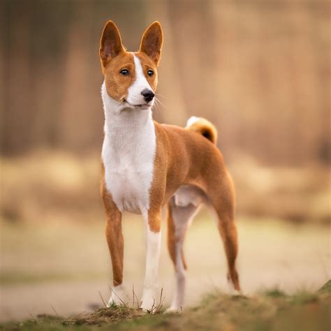 Staroegyptské vyobrazení psa podobného basenji