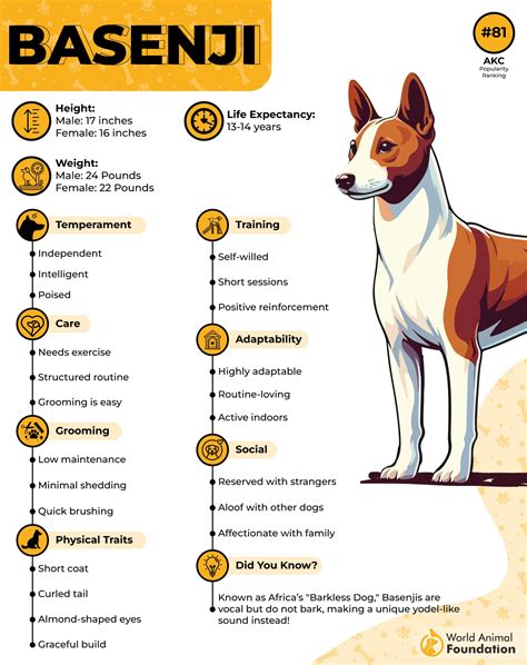 Rodokmen basenji s vyznačenými šampiony