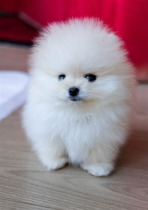 Pomeranian s vyčesanou srsťou