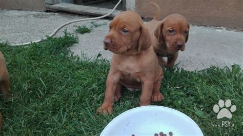 Šteniatka maďarskej vyžly