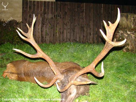 Detail parožia jeleňa