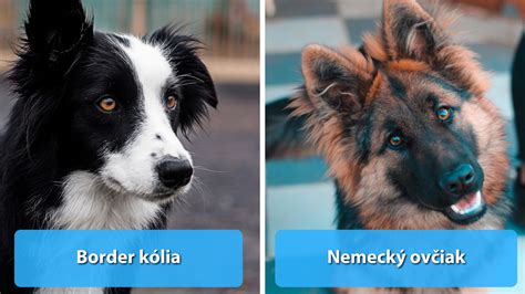 Prehľad plemien psov