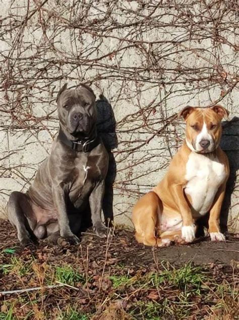 Porovnávací obrázok amerického stafordšírskeho teriéra a amerického pitbull teriéra