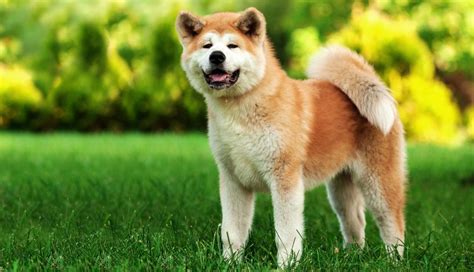 Portrét psa plemena Akita Inu