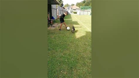 Pes hrá s loptičkou