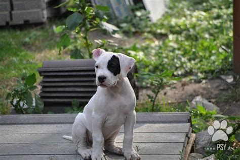 Šteňatá argentínskej dogy