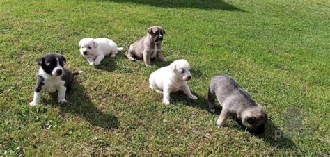 Kríženec šteniatka