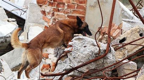 Pes vyhľadáva v sutinách