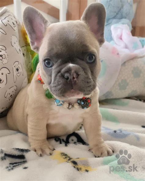 Šteniatko francúzskeho buldočka