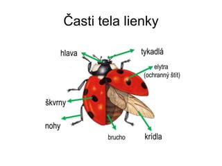 Náčrt krídla lienky pre psa