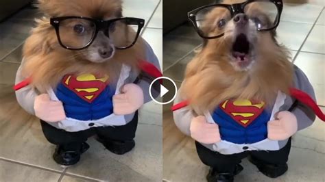 Pes v kostýme Supermana