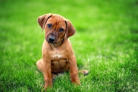 Šteniatka Rodézskeho Ridgebacka v rôznych fázach vývoja