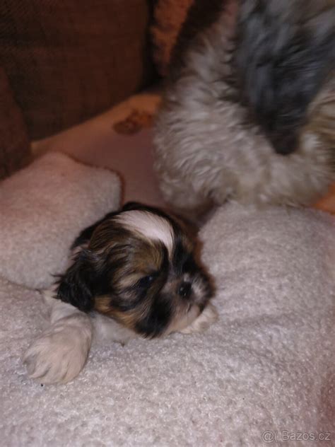 šteniatko Shih-tzu s hračkou