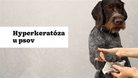 Infografika ukazujúca príznaky nudy u psov