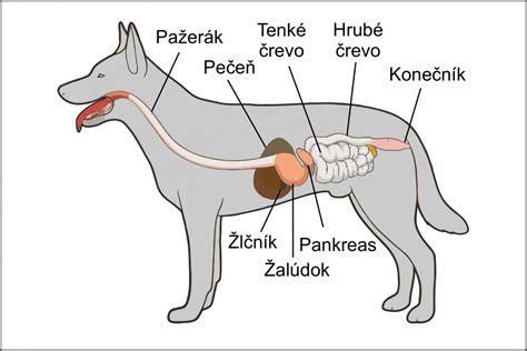 Ilustrácia o výžive psa