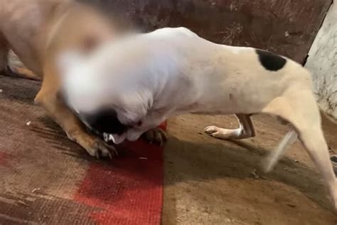 História psích zápasov a šľachtenia bulteriérov