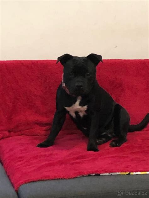 Portrét stafordšírskeho bulteriéra