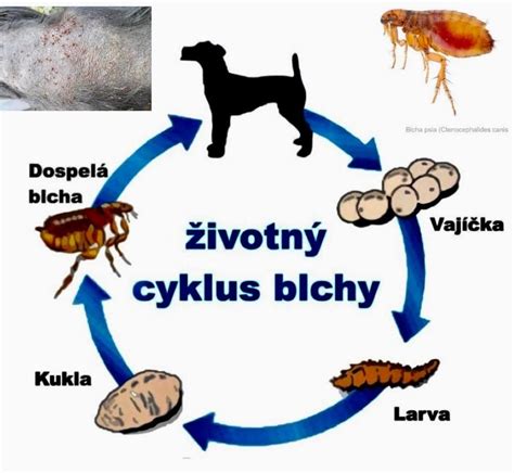 Schéma rôznych typov kožných parazitov u psov