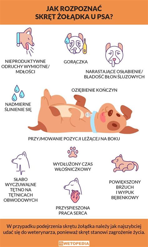 Infografika znázorňujúca torziu žalúdka u psa