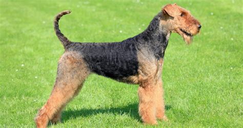 Foxteriér drsnosrstý v exteriéri