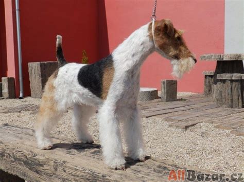 Detail hlavy foxteriéra drsnosrstého