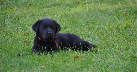 Šteniatka čierneho labradora