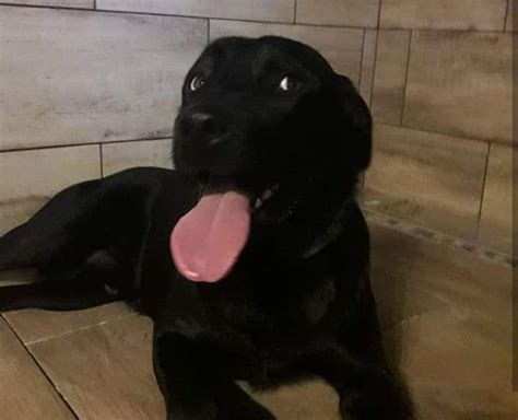 Čierny labrador hrajúci sa s loptou