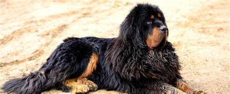 Detail srsti tibetského mastifa