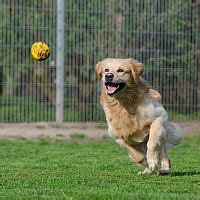 Šťastný zlatý retriever hrajúci sa s loptičkou