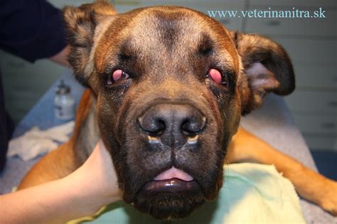 Pes s viditeľným zápalom tretieho viečka