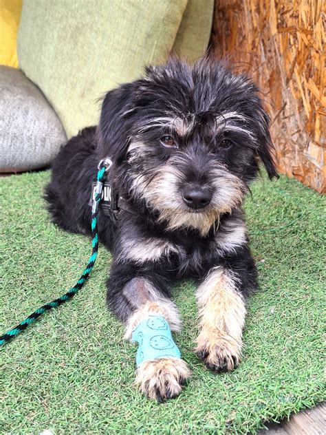 Šťastný pes sa hrá vonku po úspešnej liečbe