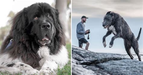 Najväčšie plemená psov