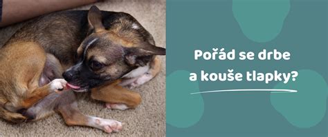 Pes sa drbe zadkom o zem