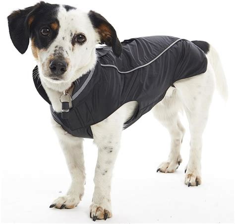 Proces ozonoterapie pre psov