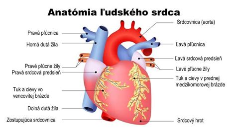 Ilustrácia srdca psa s vyznačenou mitrálnou chlopňou