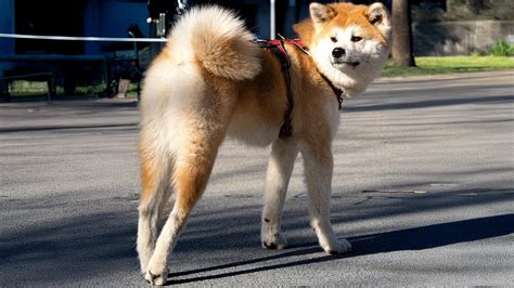 Pohľad na Akita Inu