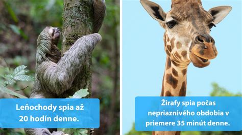 Ilustrácia rôznych druhov spoločenských zvierat