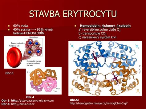 Ilustrácia červených krviniek v krvi