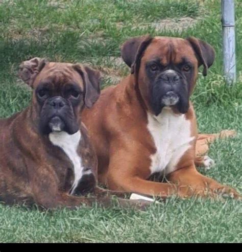 Šteňa nemeckého boxera hrajúce sa