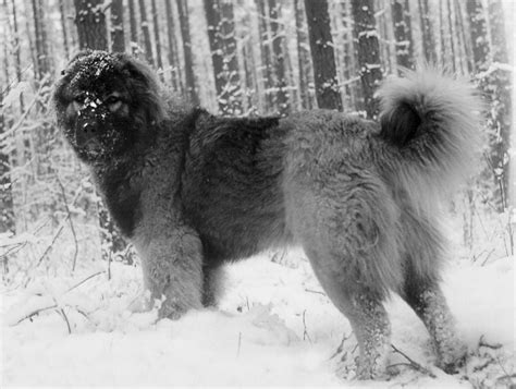 Staroveký ovčiarsky pes