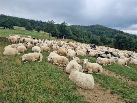 Pes chrániaci stádo oviec
