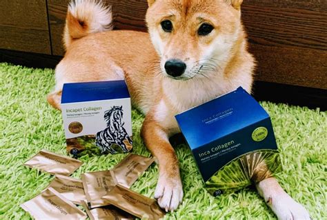 Zdravie psa - kontrola kĺbov